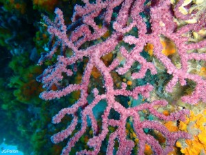 BUCEO EN ZAHARA DE LOS ATUNES